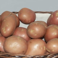 Krompir kleopatra