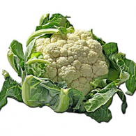 Karfiol