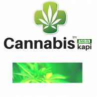 Kanabis kapi