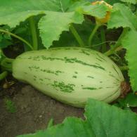 Tikvica